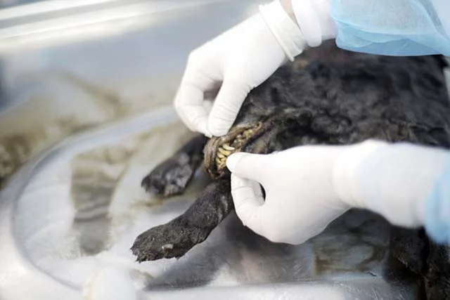 Clonarán raza extinta de perro