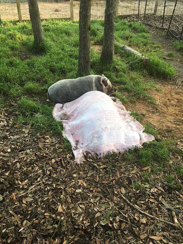 Cerdo no se separa de su amigo
