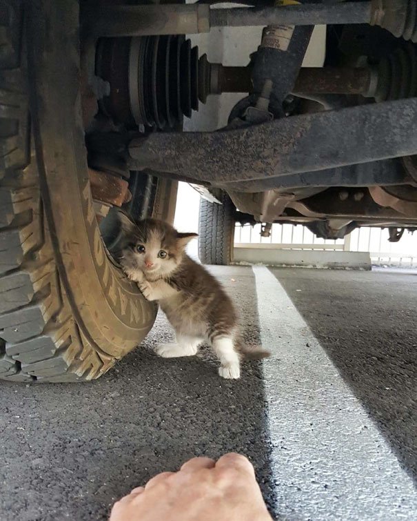 Hombre encontro una gatita debajo de un camion