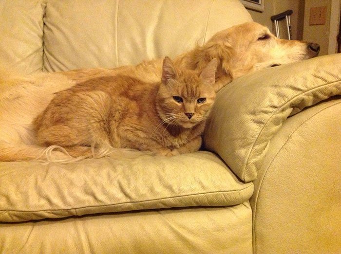 forsberg y su hermano felino