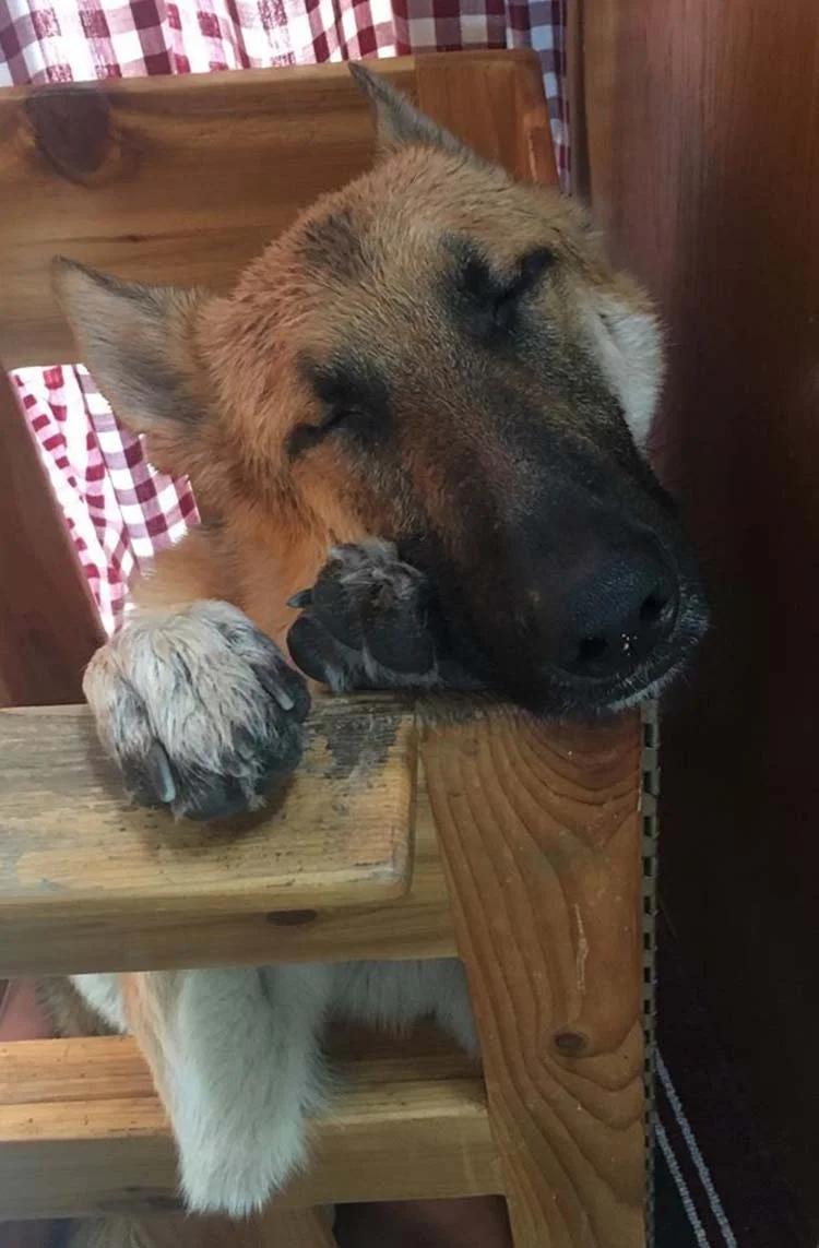 Chuck duerme en la silla