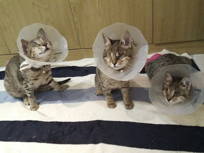 Gatos ciegos por gripe que no cuidaron