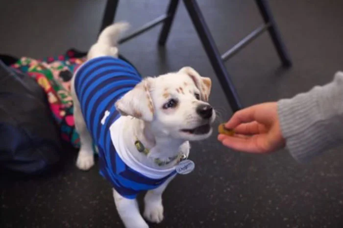 Niña sorda enseña a perro sordo lenguaje de señas