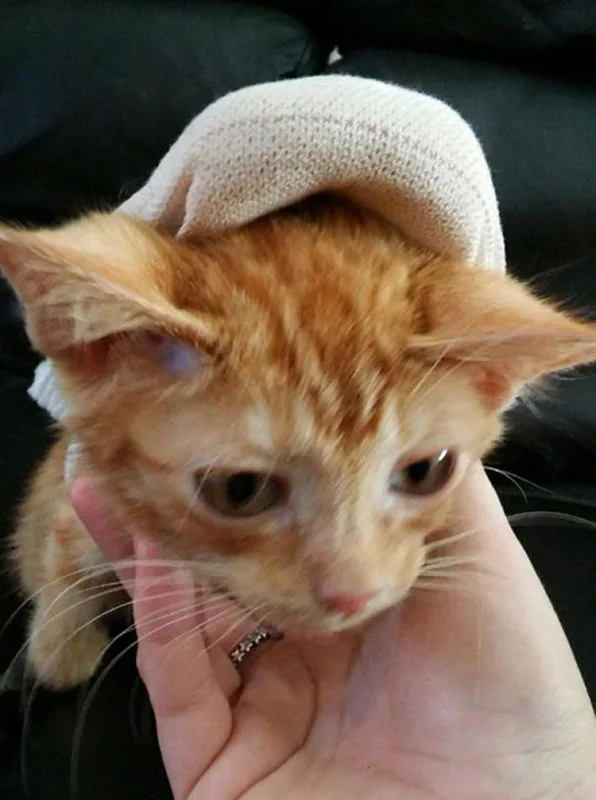 Gato Davey