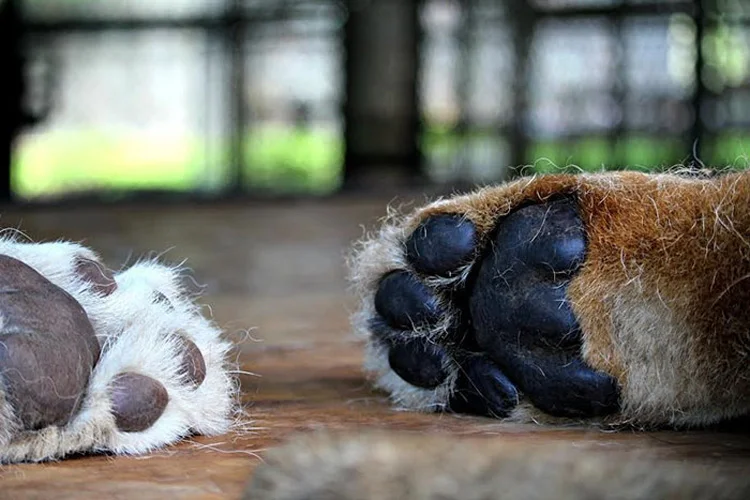 Leones enamorados