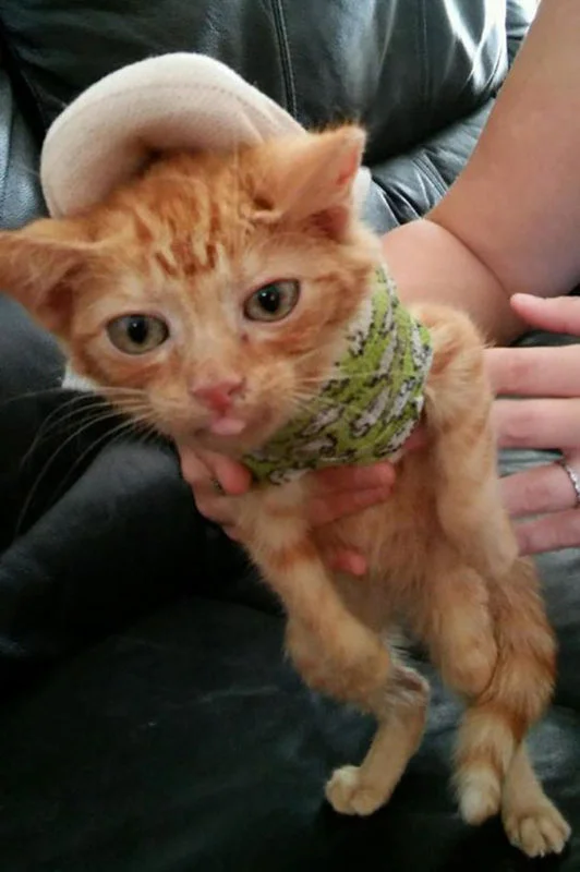 adorable gato