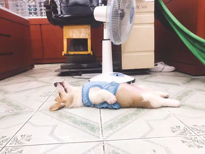 Gody el corgi tomando una siesta