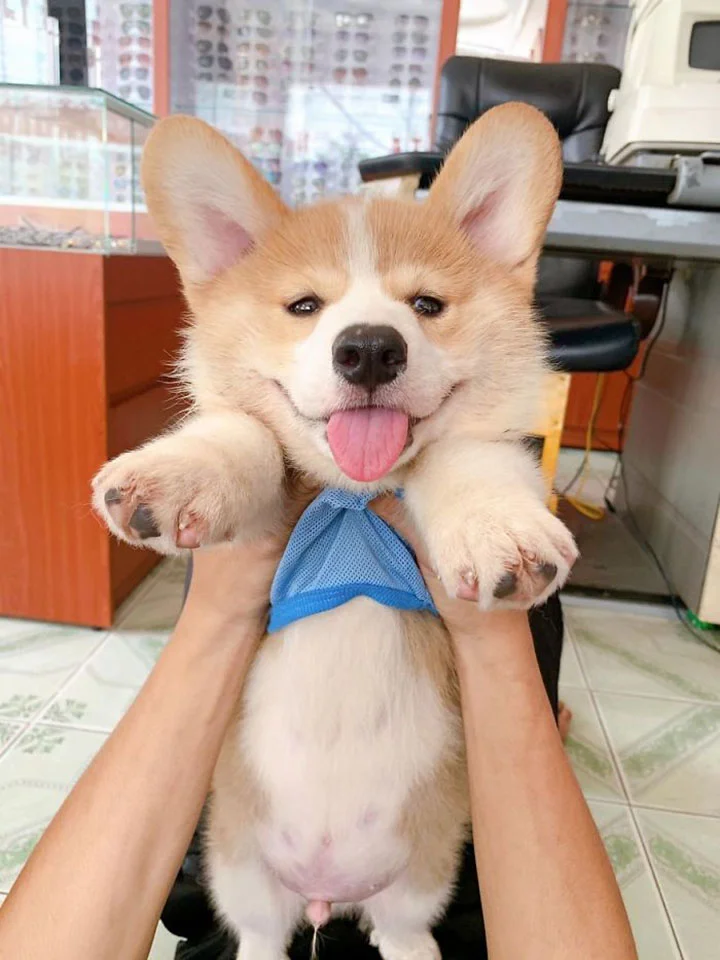 Gody el travieso corgi que finge estar muerto