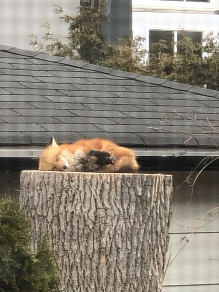 Adorable zorro tomando la siesta en el tocón de un árbol