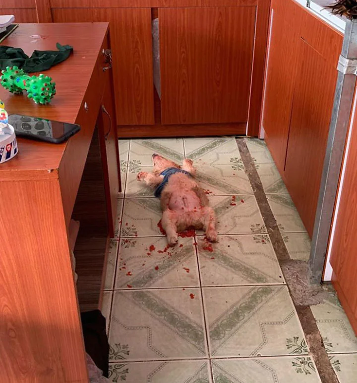 cody asusta a su familia con liquido rojo sobre el cuerpo