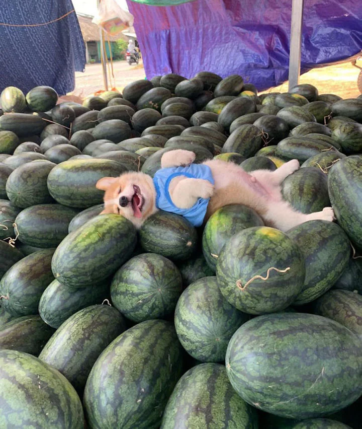 corgi duerme sobre frutas