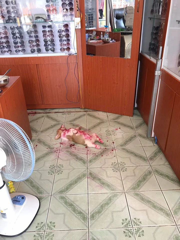 corgi finge estar muerto y asusta a su dueño