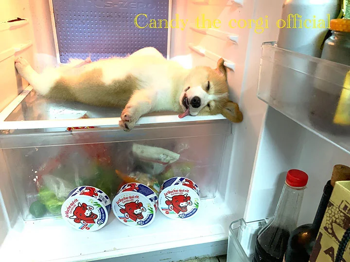 corgi y su manía de fingir que esta muerto