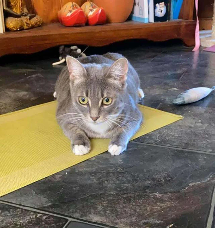 Eleanor gata que ama el papel de baño