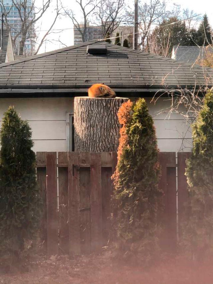 foto de zorro tomando la siesta en el tronco de un árbol