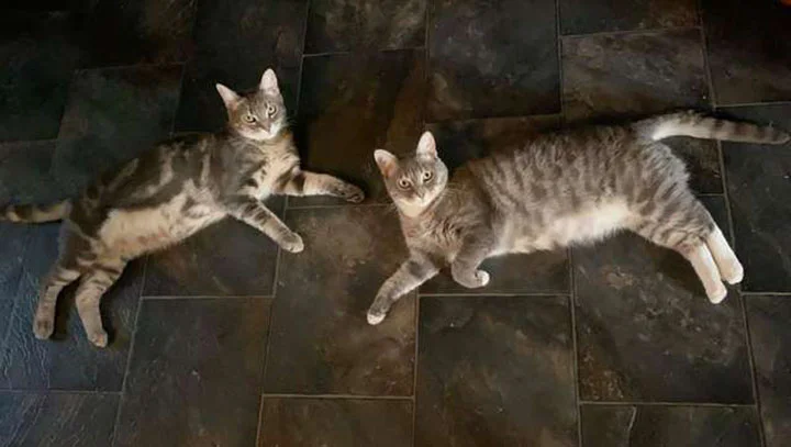 Gata traviesa que daña papel de baño y su hermana