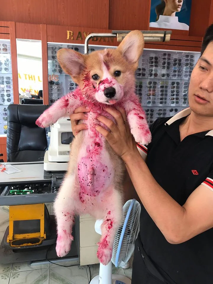 Gody el corgi lleno de liquido rojo por comer fruta de dragón