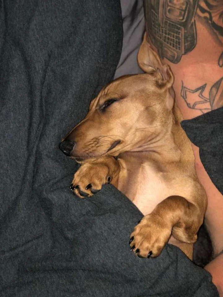 king el perrito que adora su cama