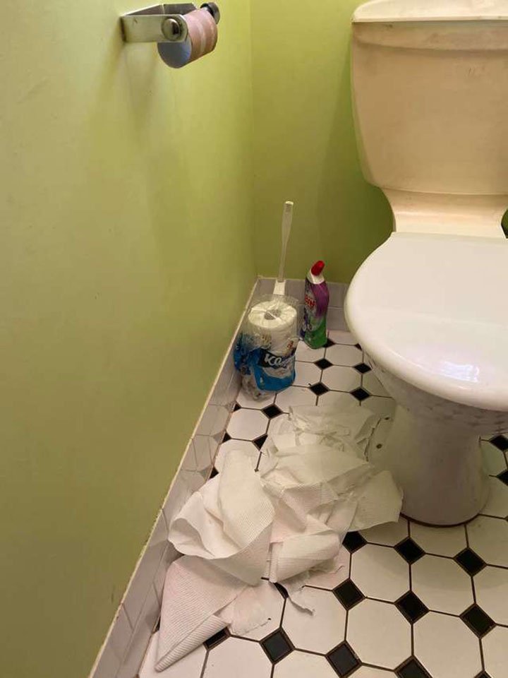 las travesuras de la gata Eleanor con el papel higiénico del baño