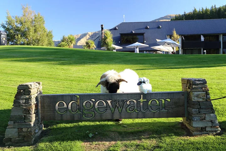 oveja blacknose junto a un peluche idéntico a ella