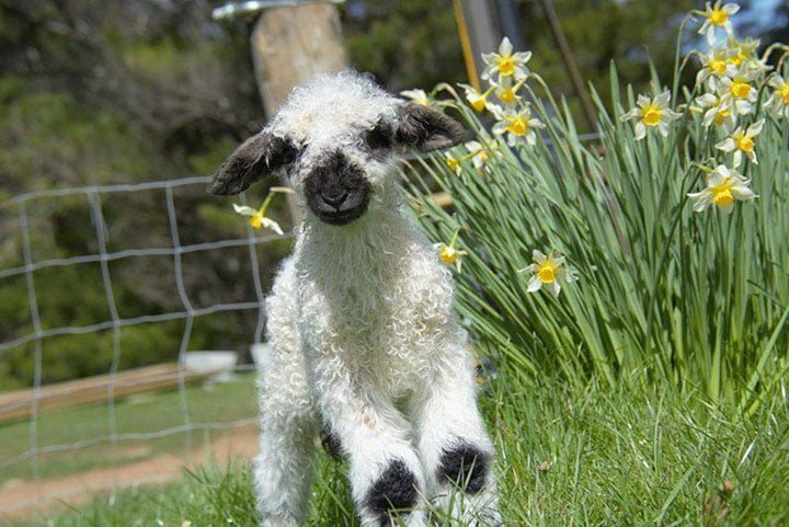 pequeña oveja de blacknose