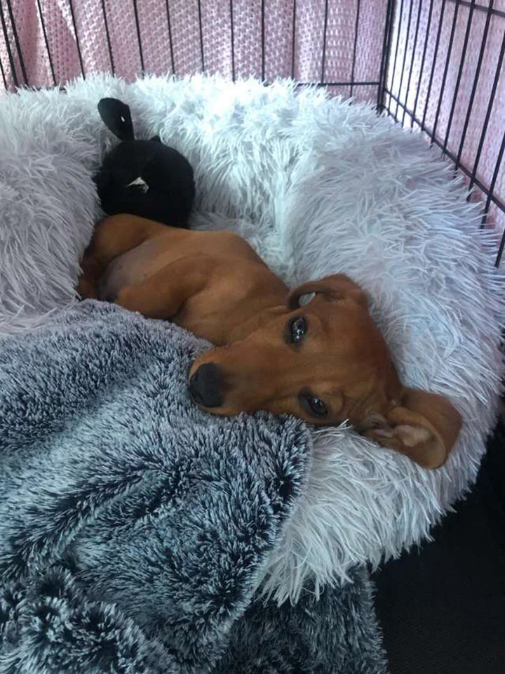 perro adora estar en cama