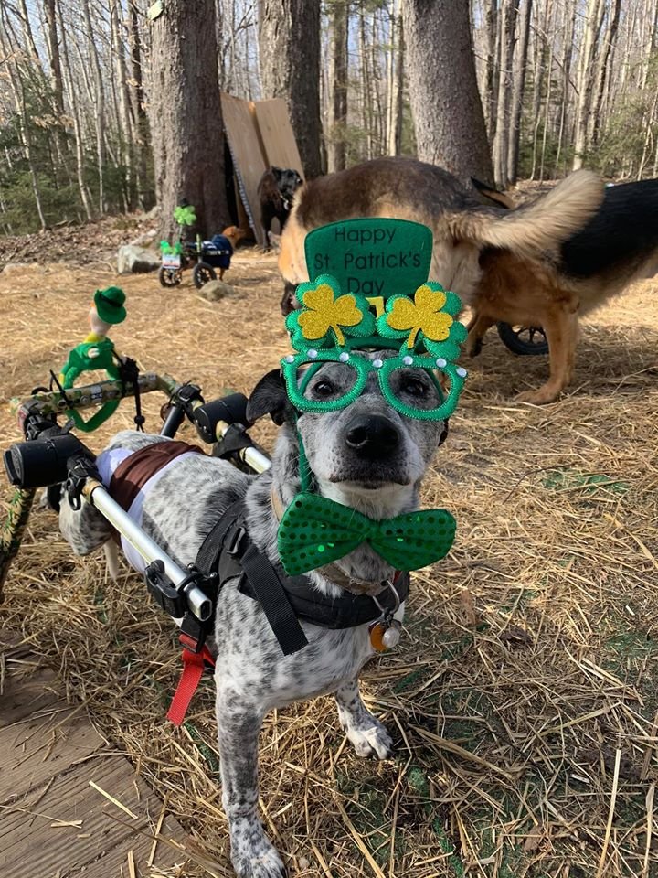 perro con necesidades especiales celebra festividad