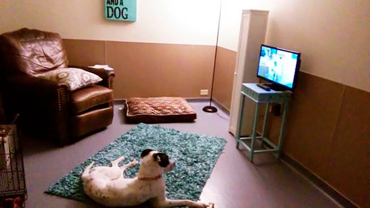 perro en la sala recreada por el refugio de Toledo