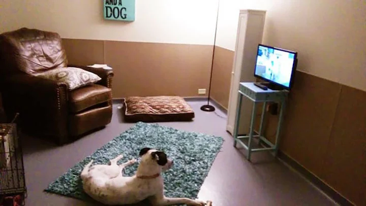 perro en la sala recreada por el refugio de Toledo