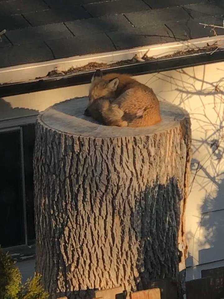 zorro tomando la siesta en el tocón de un árbol
