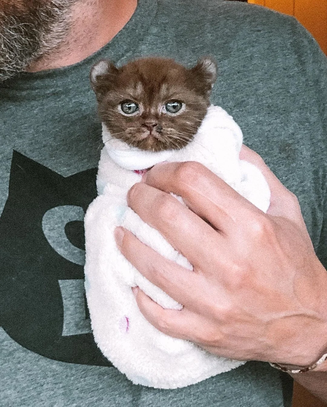 Gatito con patas torcidas y orejas de oso obtiene los padres adoptivos perfectos