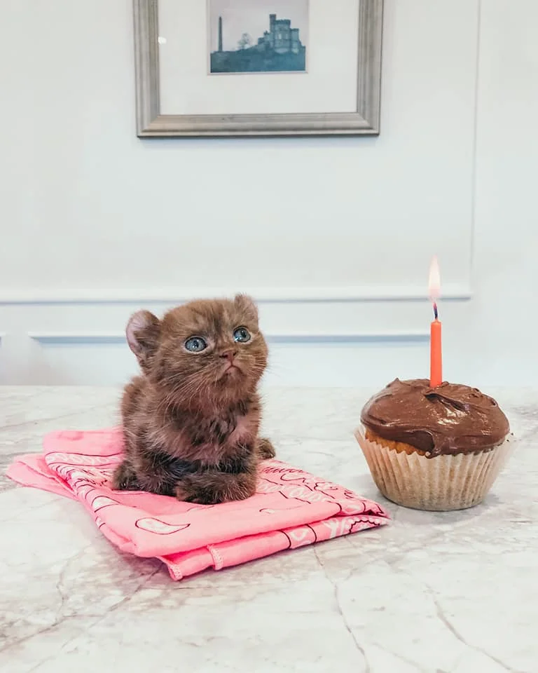 Gatito con patas torcidas y orejas de oso obtiene los padres adoptivos perfectos3