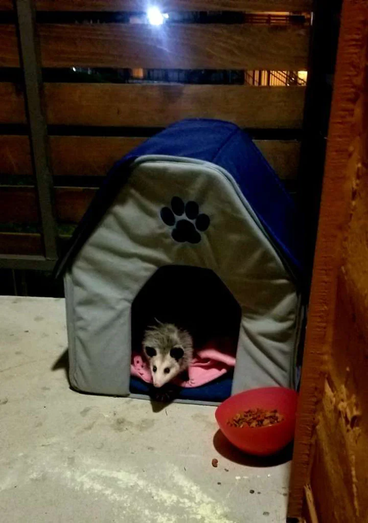 Mujer descubre que el 'gato callejero' que ha estado alimentando es en realidad una zarigüeya