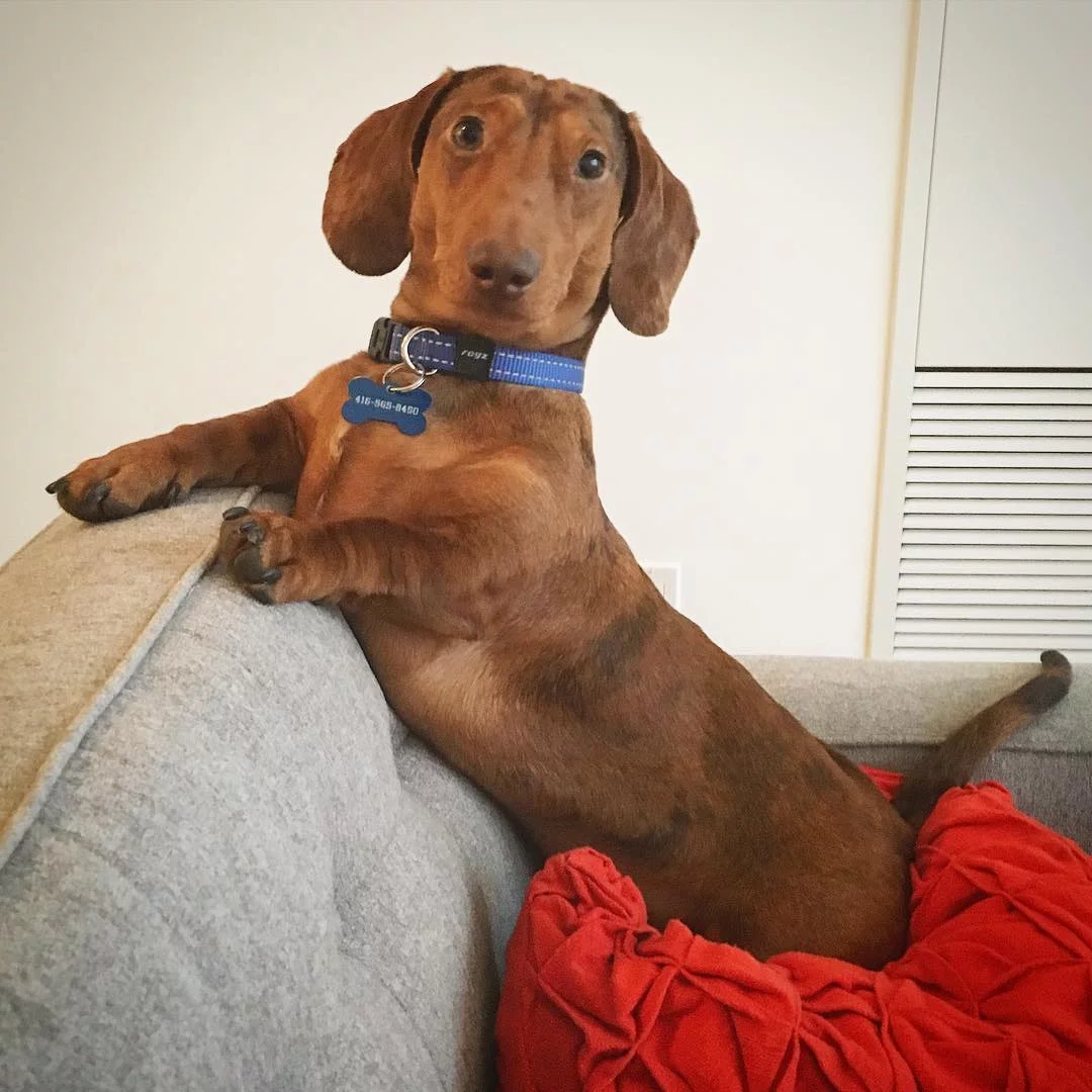 Oliver perro salchicha