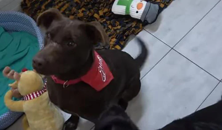 Remy perro sin Hogar que espera ser rescatado