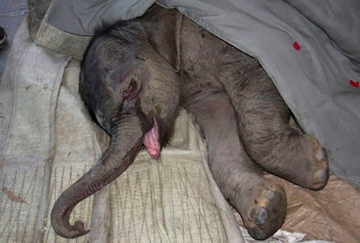 bebé elefante llora al ser rechazado por su madre
