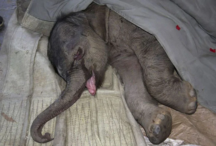 bebé elefante llora al ser rechazado por su madre