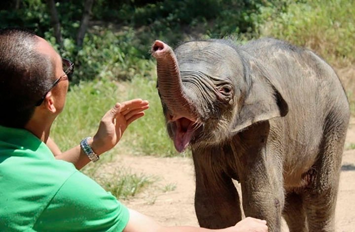 bebé elefante llora al ser rechazado por su madre en china