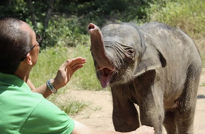 bebé elefante llora al ser rechazado por su madre en china