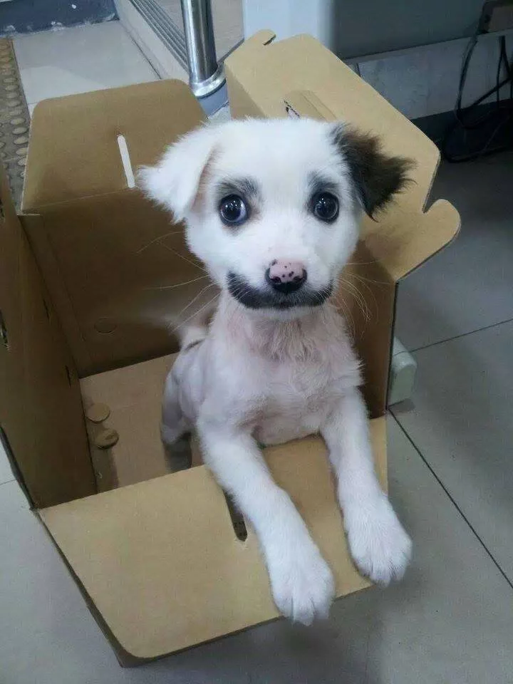 bigote y ojos adorables, la marca de este cachorro