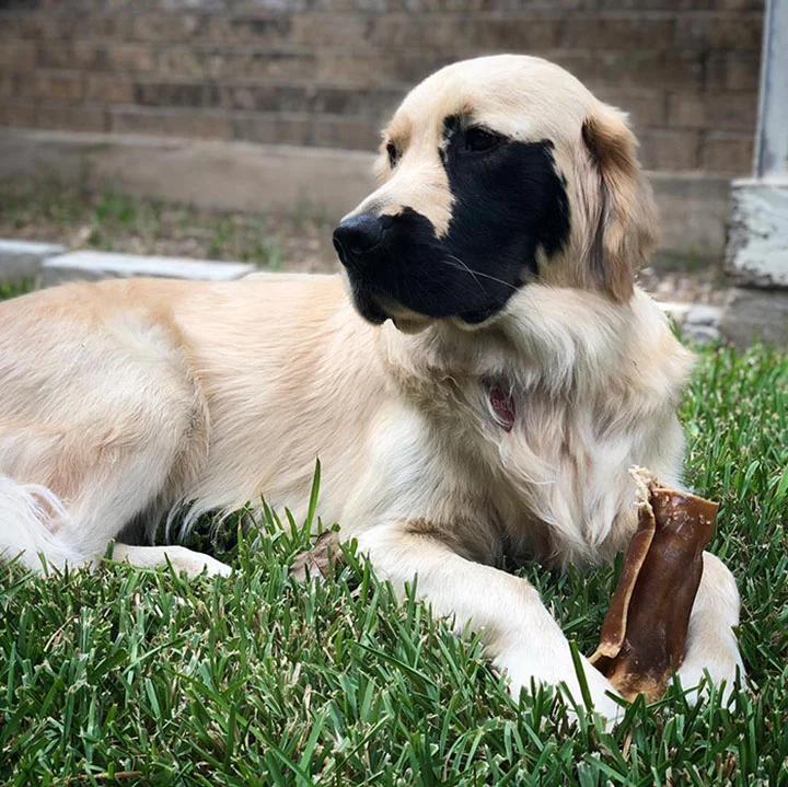 Enzo el labrador con mutación genética