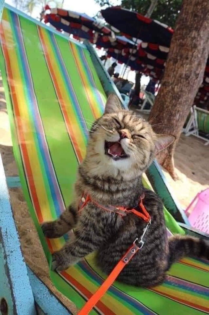 gata conoce la playa y es feliz