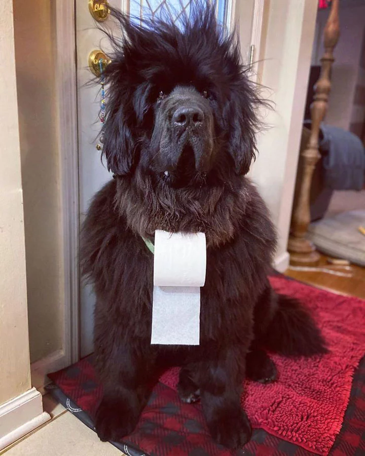 Hank el perro que luce un peinado diferente cada dia