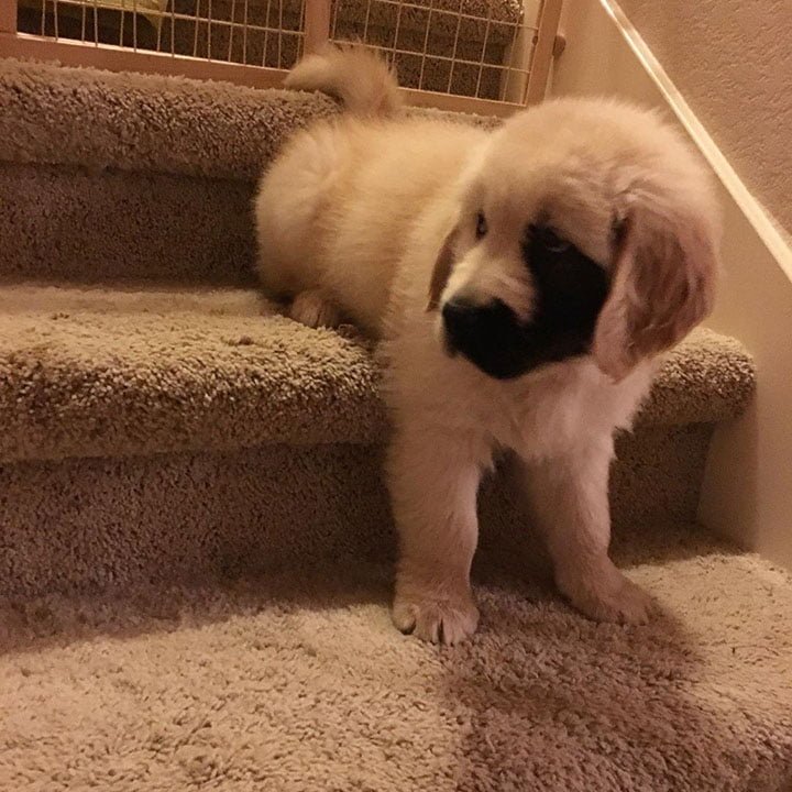 hermoso labrador con mutación genética