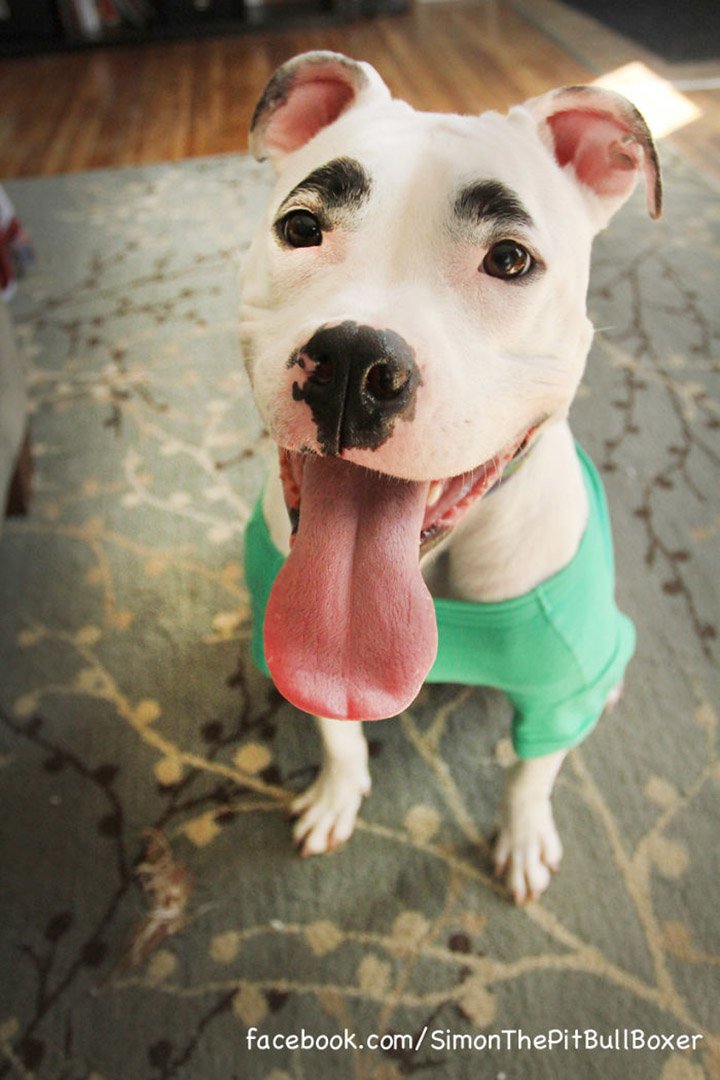 Hermoso perro con marca en su cara que parecen cejas