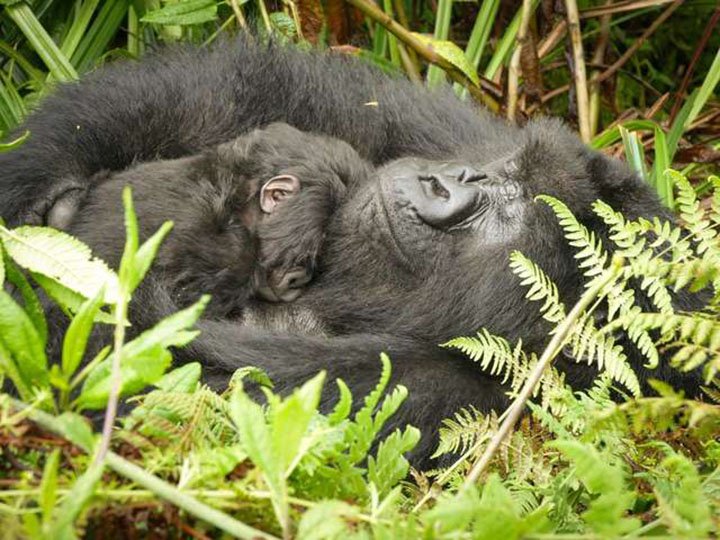 joven gorila hace de niñera