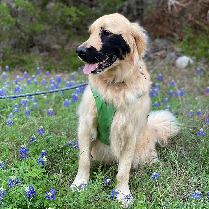 labrador con adorable mutación
