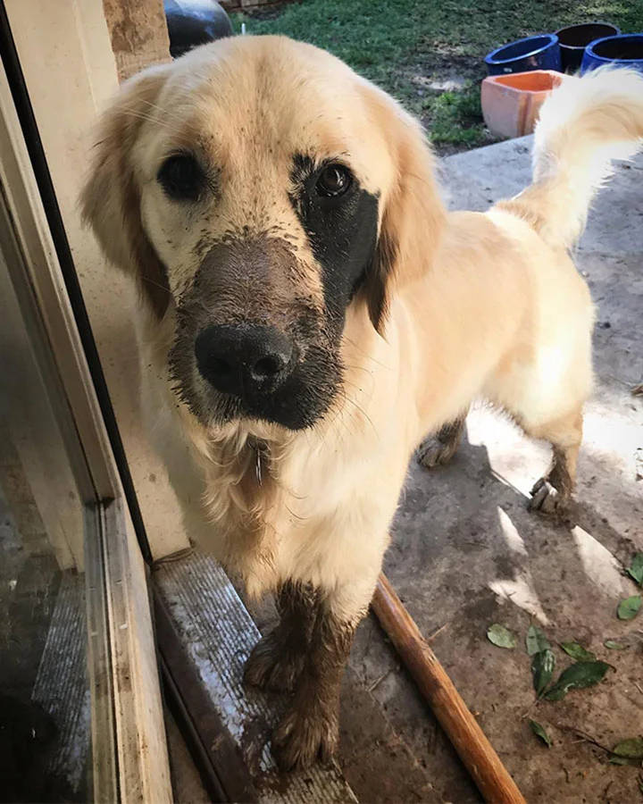 labrador con linda mutación genética