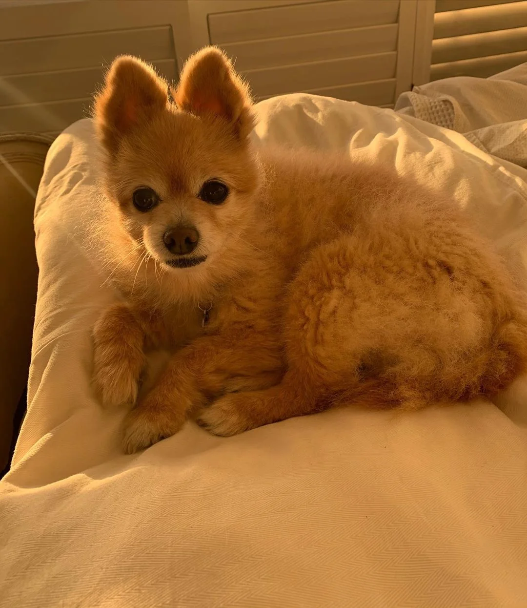 perrito obtiene mal corte de pelo hecho por su madre