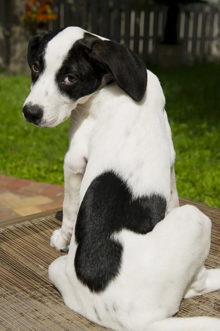 marca de mickey en el cuerpo de este perrito
